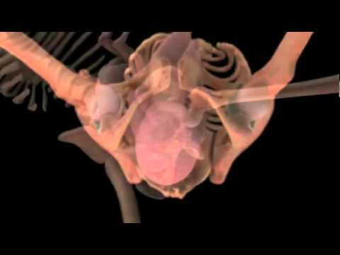 conception - http://www.ted.com Image-maker Alexander Tsiaras shares a powerful medical visualization, showing human development from conception to birth and beyond. (Som...