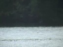 Ducks Feeding: Loon bathing