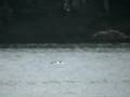 Ducks Feeding: Loon bathing