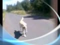 Labrador Retriever video