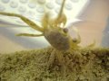 2009.08.04 Ghost Crab