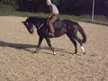 paardenhoudererij sanne wilms