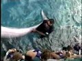 dolphin-parenting.html