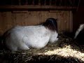 Gotland pony stallions resting together