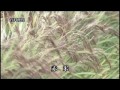 Click here to watch this video 初めての赤米給食