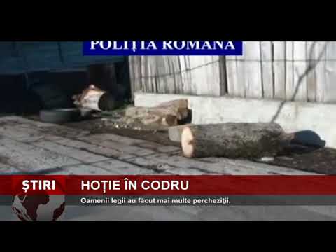 Pădurari cercetați pentru furt de lemne din pădure
