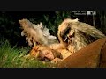 play video on Last.fm