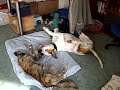 Patchi mit Gipsbein Patchi mit Gipsbein