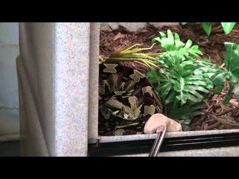 YouTube reptile video