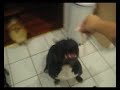 SONNY (Goliath X Nizzy) - American Bully SONNY (Goliath X Nizzy) - American Bully