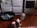 Bull Terrier Miniatura video