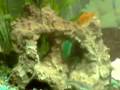 videos de ENIDRIO 2 SAVVAS