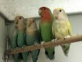 Funny parrot dance
