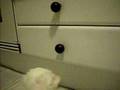 CACHORRITOS DE PERLA Y MILOU -4-