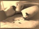 Duerme de Ricardo Arjona