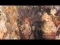 Sudan best dive site - Postcards from Sudan