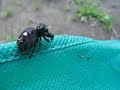 Jumping Spider (Phidippus audax?) Horrible Green Fangs.