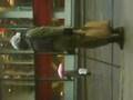 hilarious tramp part 1
