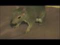 videos de Gus Playing