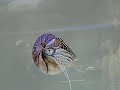 ?????(Nautilus)