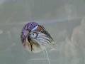 オウムガイ(Nautilus)