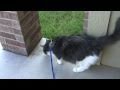 Otto and Egon on a Leash (Part 1)