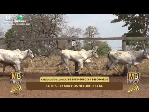 518 LEILO VIRTUAL MB LEILES