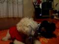 Snoopy & Chiquito brindando por Ángel Martín