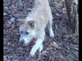 Chico in Ceceda