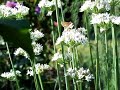 White Moth Enjoying Garlic Chives