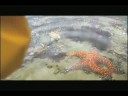 Monterey Bay Aquarium-Puddles
