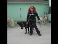 Animals In Entertainmment