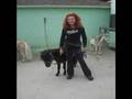Animals In Entertainmment