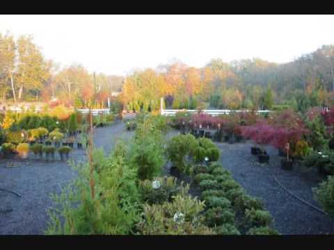 how to transplant a weeping norway spruce