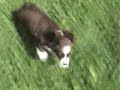 Miniature  Australian   Shepherd  Pup - Female #1