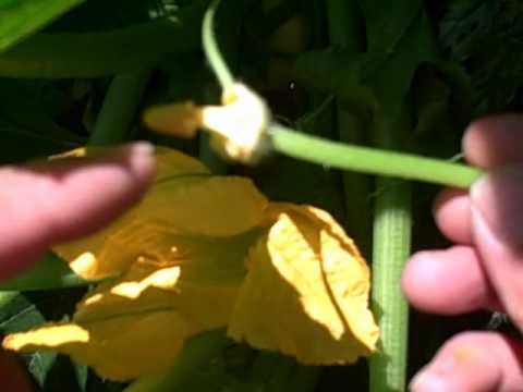 how to fertilize squash blossoms