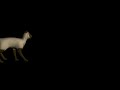 Click here to watch this video Cat walk.mov