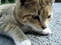 Kitten at Glenveagh