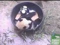 Tai Shan plays in tub.
