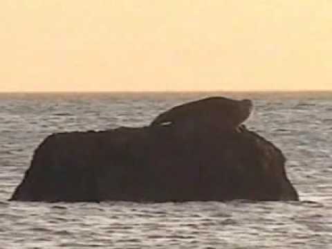 Earnse Bay Seal Walney
