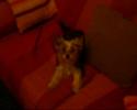 Chiki Chiki videoclip do meu yorkshire