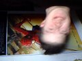 Ross on the Spider-man Moives