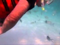 Snorkeling Di Pulau Redang