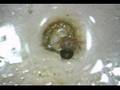 Mosquitos and Midges - Backyard Critters