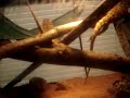 20 gal newt tank