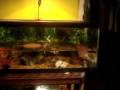 videos de 20 gal newt tank