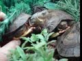 Aqui os muestro parte de la coleccion de tortugas que tengo
