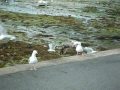 Vos gueules les mouettes