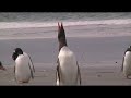 Gentoo\ Gentoo\