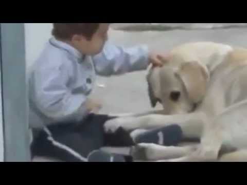Veja como um cachorro consegue interagir com uma criança portadora da SÃndrome de Down
